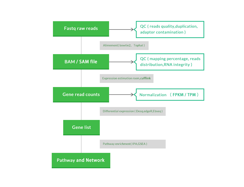 RNA Sequencing Service  (RNA-seq)