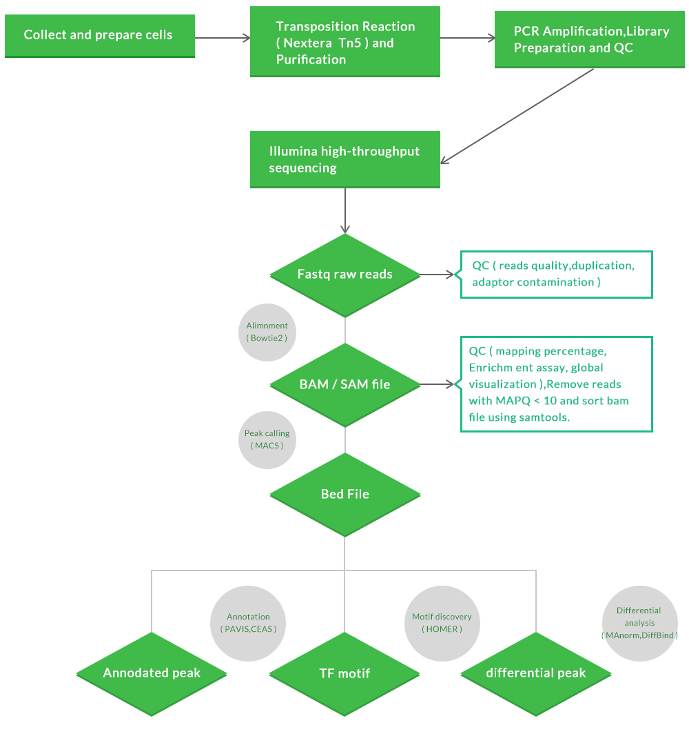 ATAC-seq service