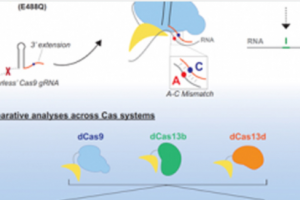 Lineage-specific epigenomic and genomic activation of oncogene HNF4A promotes gastrointestinal adenocarcinomas