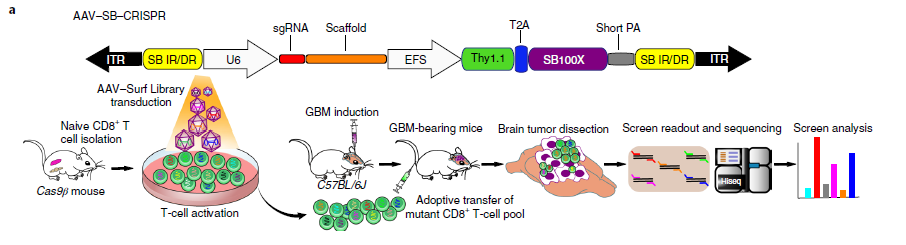 Fig 1 - In vivo AAV–SB-CRISPR CD8+ T-cell screen of membrane proteome knockouts in GBM.png