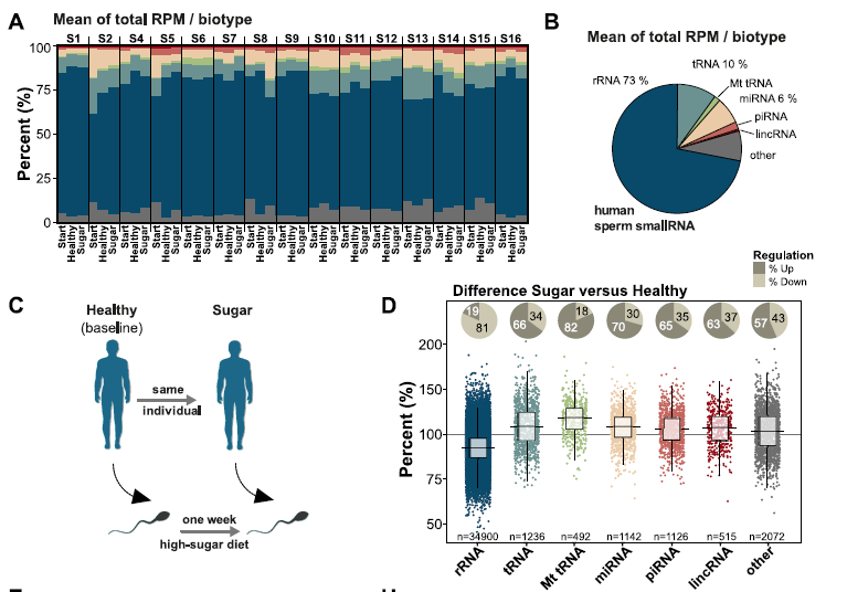 Fig 2. Human sperm tRNA fragments are acutely sensitive to high-sugar diet._0.png