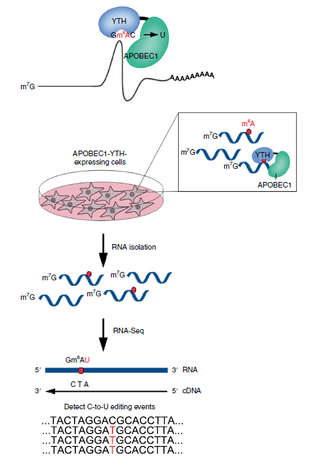 Fig-2-Development of a targeted deamination strategy to detect m6A.png