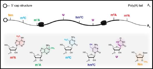 Fig1-Chemical modifications in eukaryotic messenger RNA.jpg