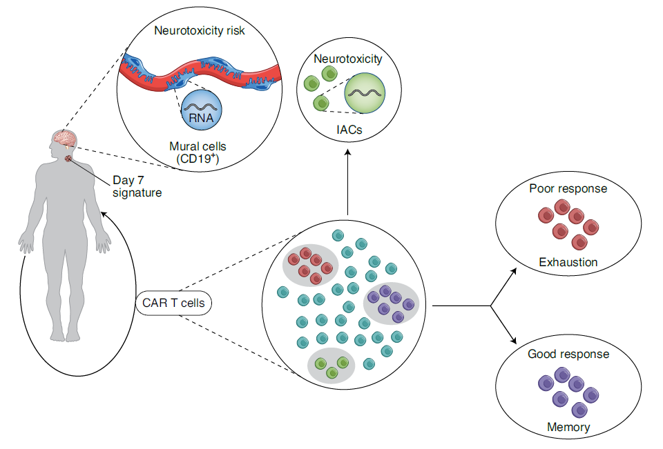 Figure 1  Understanding the diversity of responses to CD19 CAR T cells_0.png