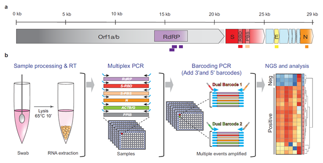 Figure 1 C19-SPAR-Seq for SARS-CoV-2 Detection.png