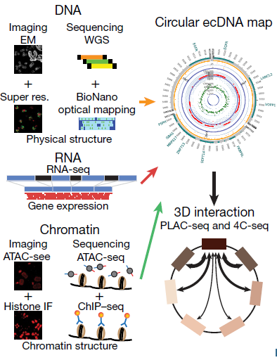 Figure 1 Global workflow to characterize the structure and function of ecDNA.png