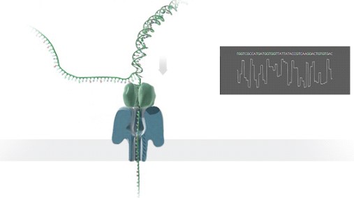 Figure 1 Nanopore sequencing technology.jpg