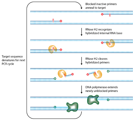 Figure 1 Schematic representation of rhPCR.png