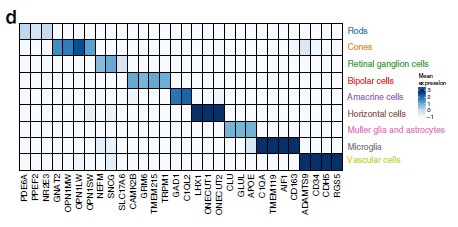 Figure 2 Average expression of known cell-type marker genes across cell groups.png