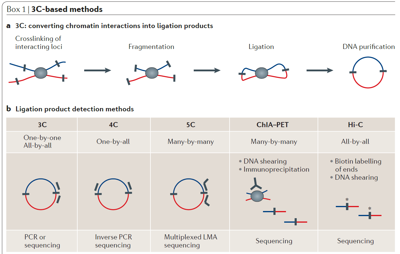 Figure 2 Demonstration of chromosome conformation capture-based methods.png