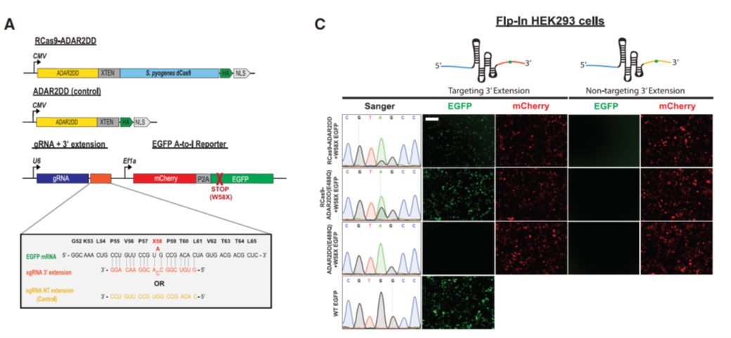 Figure 2 Editing Cellular Transcripts by using RCas9-ADAR2DD.png