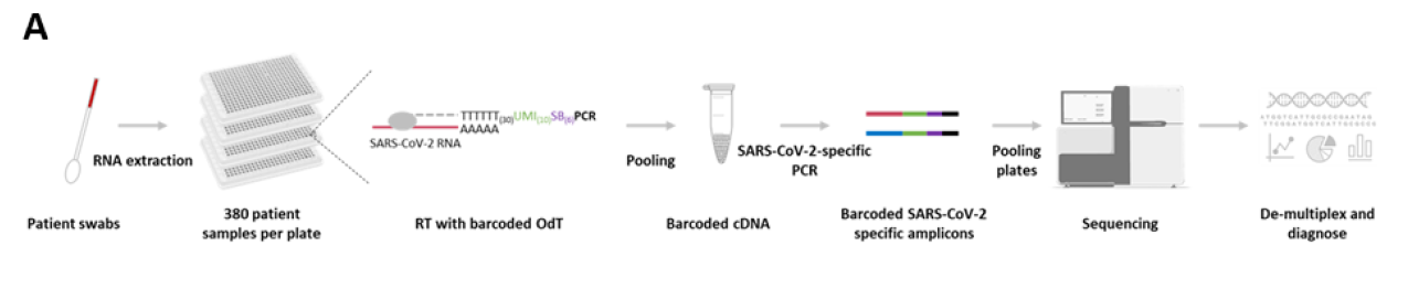 Figure 2 HiDRA-seq workflow.png