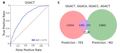 Figure 2 MINEs predicts m6A within DRACH motifs.jpg