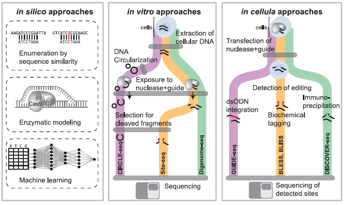Figure 2 Overview of In Silico, In Vitro, and In Cellula Strategies to Nominate Off-Target Editing at Known or Unknown Loci.png