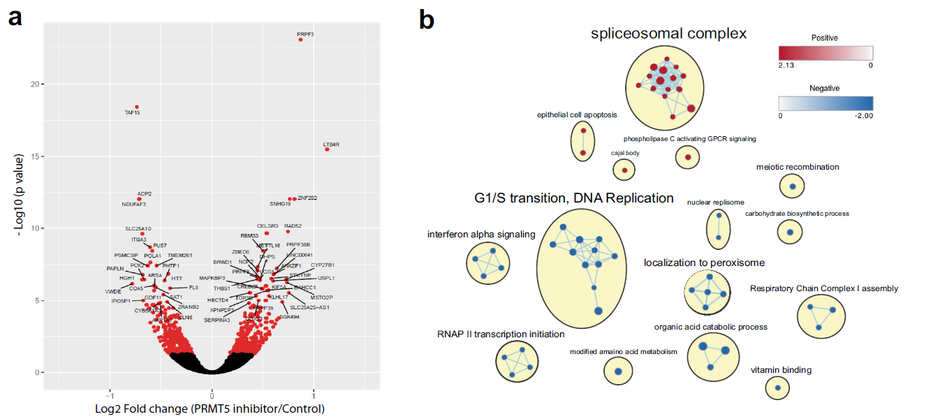 Figure 2 PRMT5 inhibition leads to deregulation of alternative splicing, affecting regulators of cell cycle.png