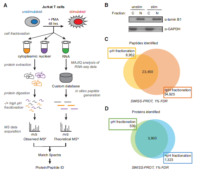 Figure 2. Increased protein and peptide identification achieved by high pH peptide fractionation..png