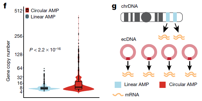 Figure 3 - Panel f - Gene copy number comparing circular and linear amplifications (8,068 circular and 6,247 linear amplified (AMP) genes from 77 samples). .png