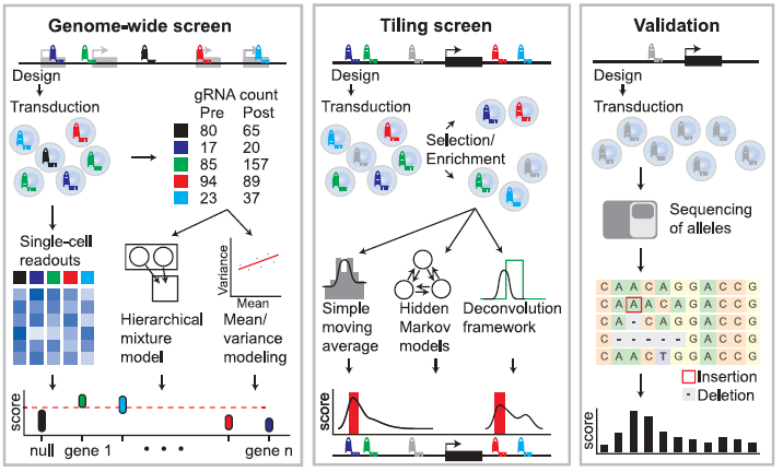 Figure 3 Overview of Analysis Strategies for Tiling and Gene-Targeted Pooled Screens followed by Screen Validation.png