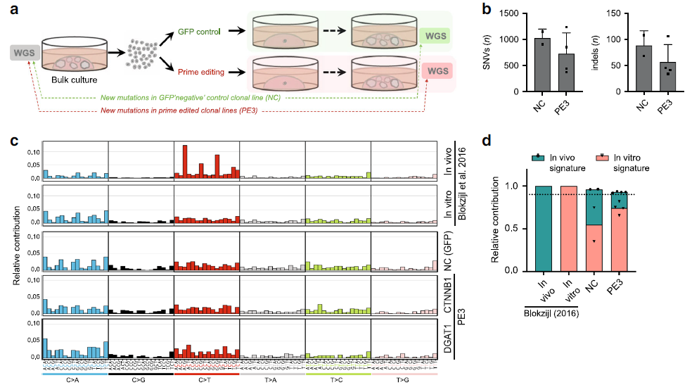 Figure 3 Prime editing induces no genome-wide off-target effects.png