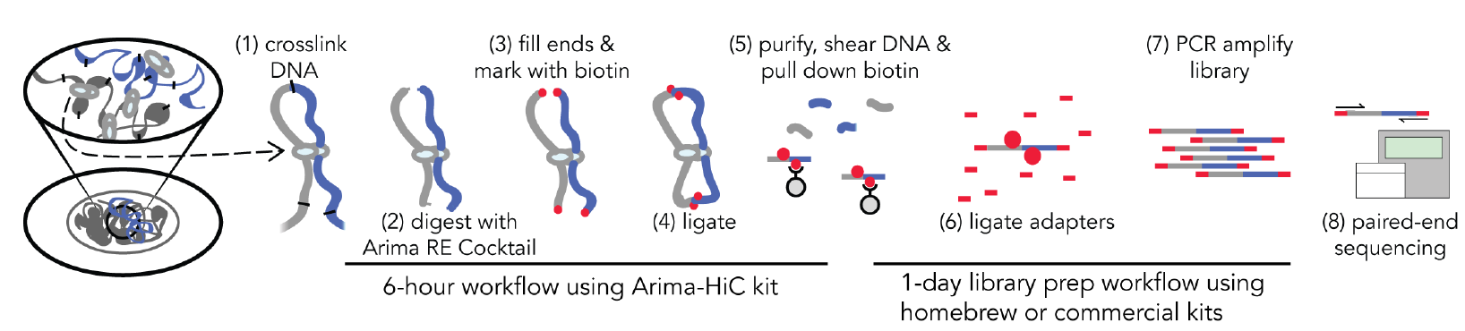 Figure 3 Quick Biology Hi-C workflow.png