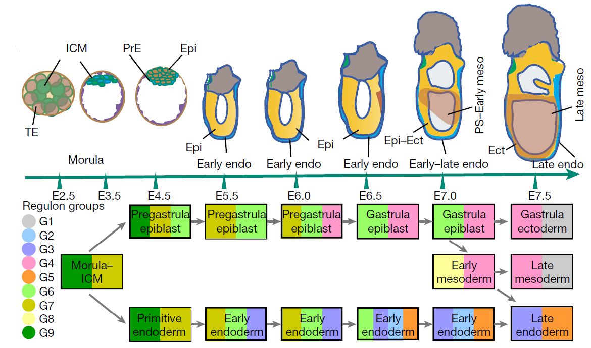 Figure 3 The molecular architecture and spatial relationship of the germ layer tissues.png