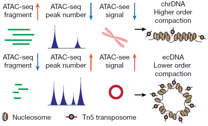 Figure 4 - A model depiction to assess chromatin compaction. .png
