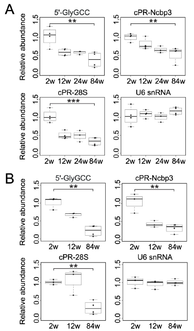 Figure 4 Expression of cP-RNAs in skeletal muscle (A) and lung from mice with different ages. .png