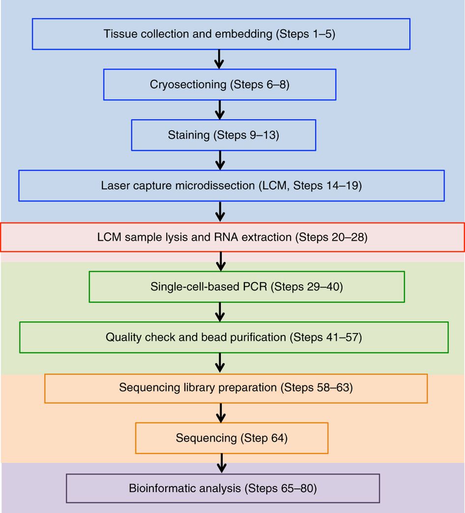 Geo-seq work flow quick biology.jpg