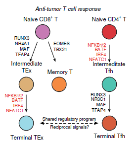 Schematic of regulatory modules controlling TEx and Tfh differentiation - Quick Biology.PNG