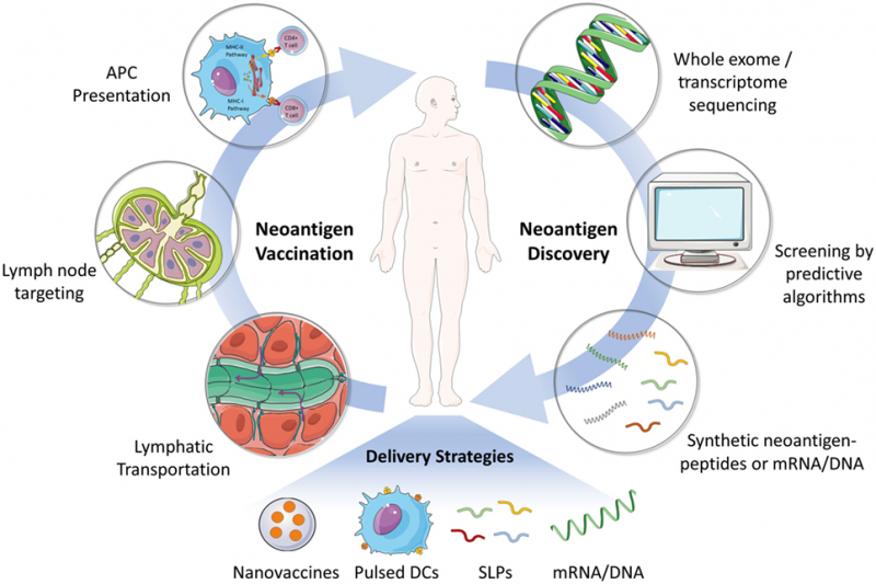 immunotherapy_NGS_quick biology.png