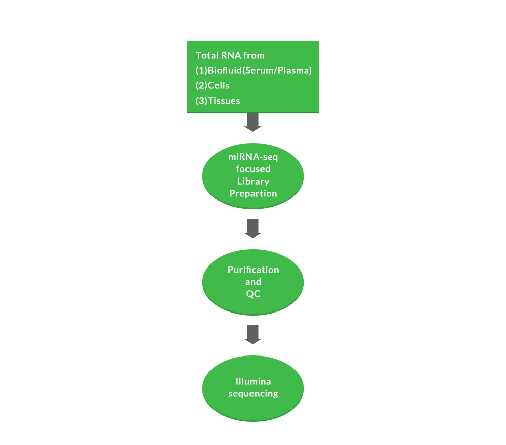 small RNA Sequencing Service (miRNA-seq)