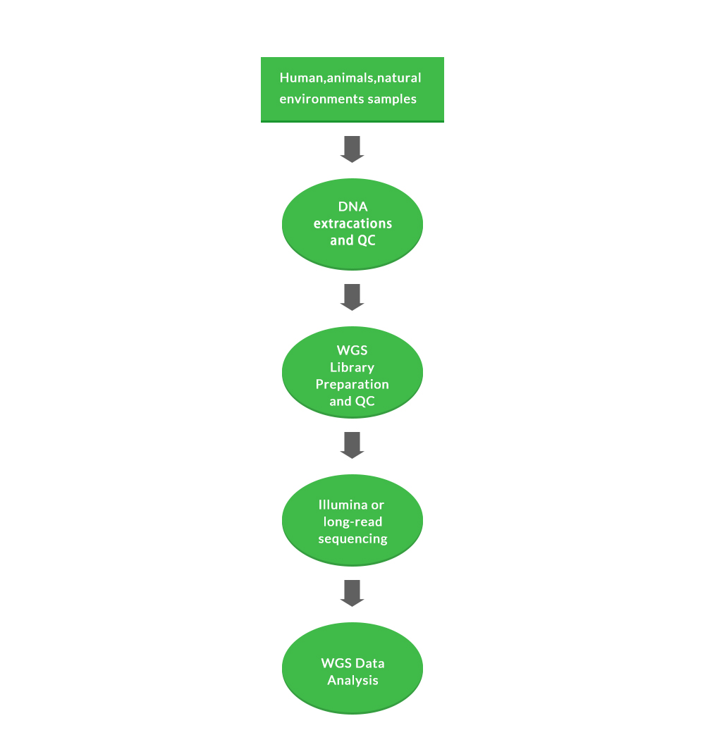 Microbial and Viral genomic sequencing