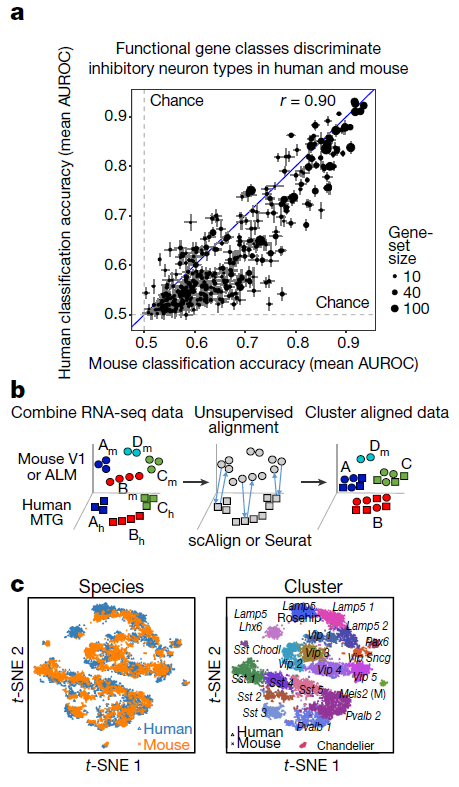 2019-09-30 Evolutionary conservation of cell types between human and mouse - Quick Biology.png