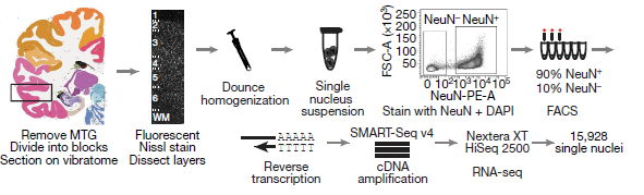 2019-09-30 Schematic of single cell RNA sequencing - Quick Biology.png