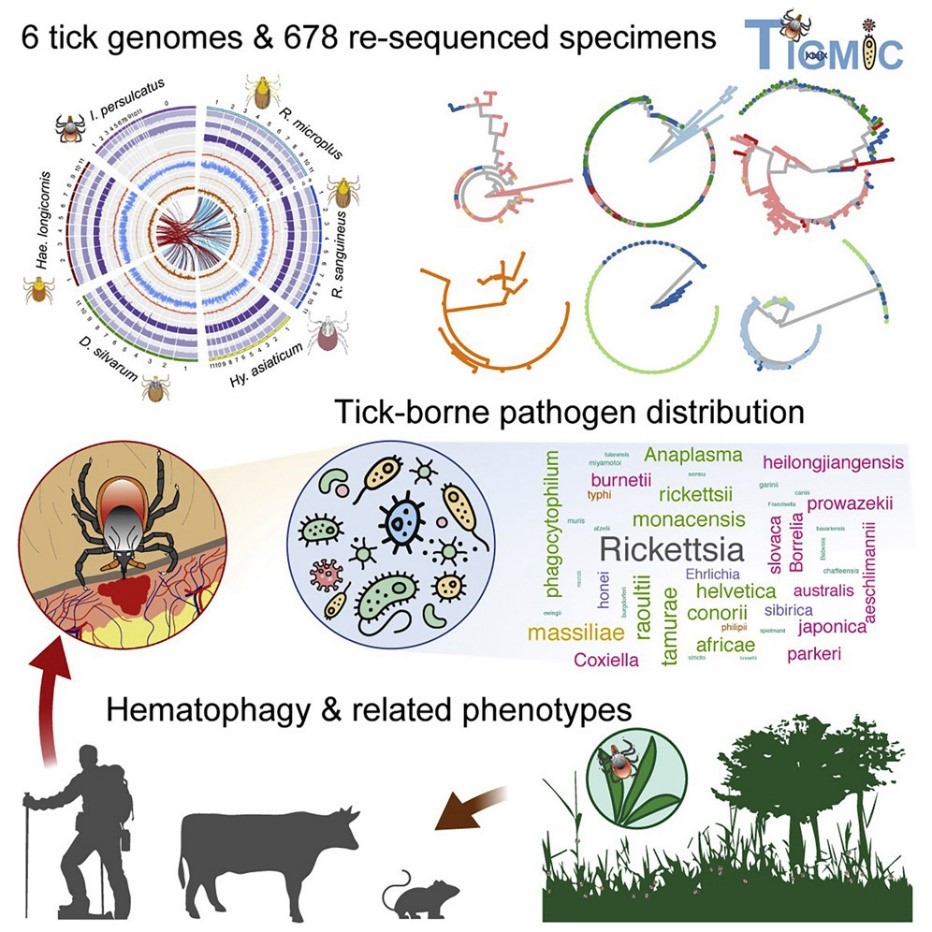 Fig. 1 - Comprehensive genome analysis and pathogen composition of Six Tick species.jpg