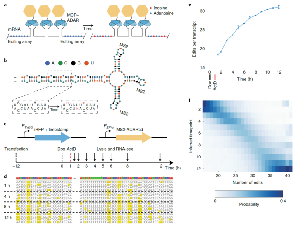 Fig. 1 Encoding of temporal information through RNA edits.png