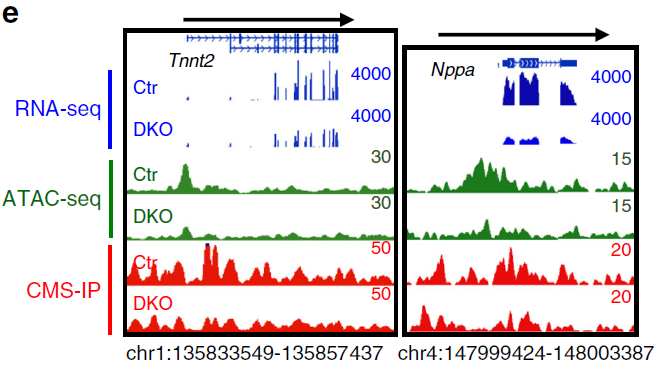 Fig1-Genome browser view examples of decreased transcription (blue, RNA-seq), chromatin accessibility (green, ATAC-seq) and 5hmC (red, CMS-IP).png