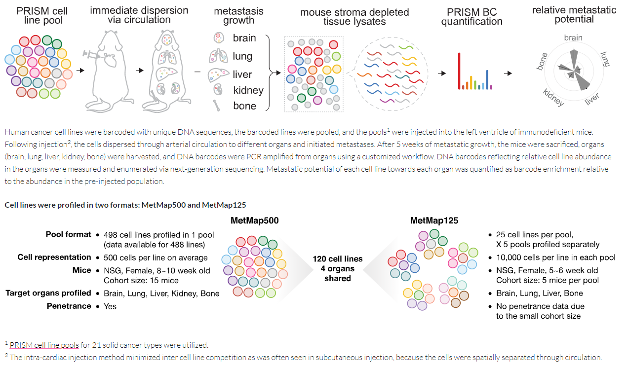 Figure 1  Schematic Diagram of in vivo metastasis v2.png