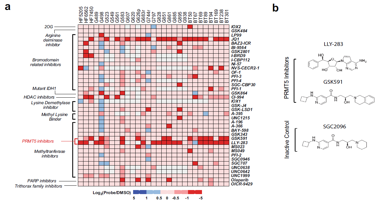 Figure 1 Cell confluence heatmap of small molecule epigenetic screen showing significant inhibition of GSC proliferation by PRMT5 inhibitors.png