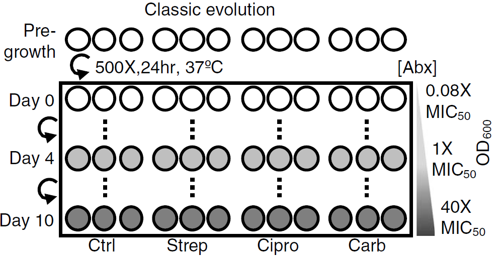 Figure 1 Classic evolution schematic and characterization.png