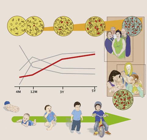 Figure 1 Dynamics of human gut microbiota during first 5 years of life.png