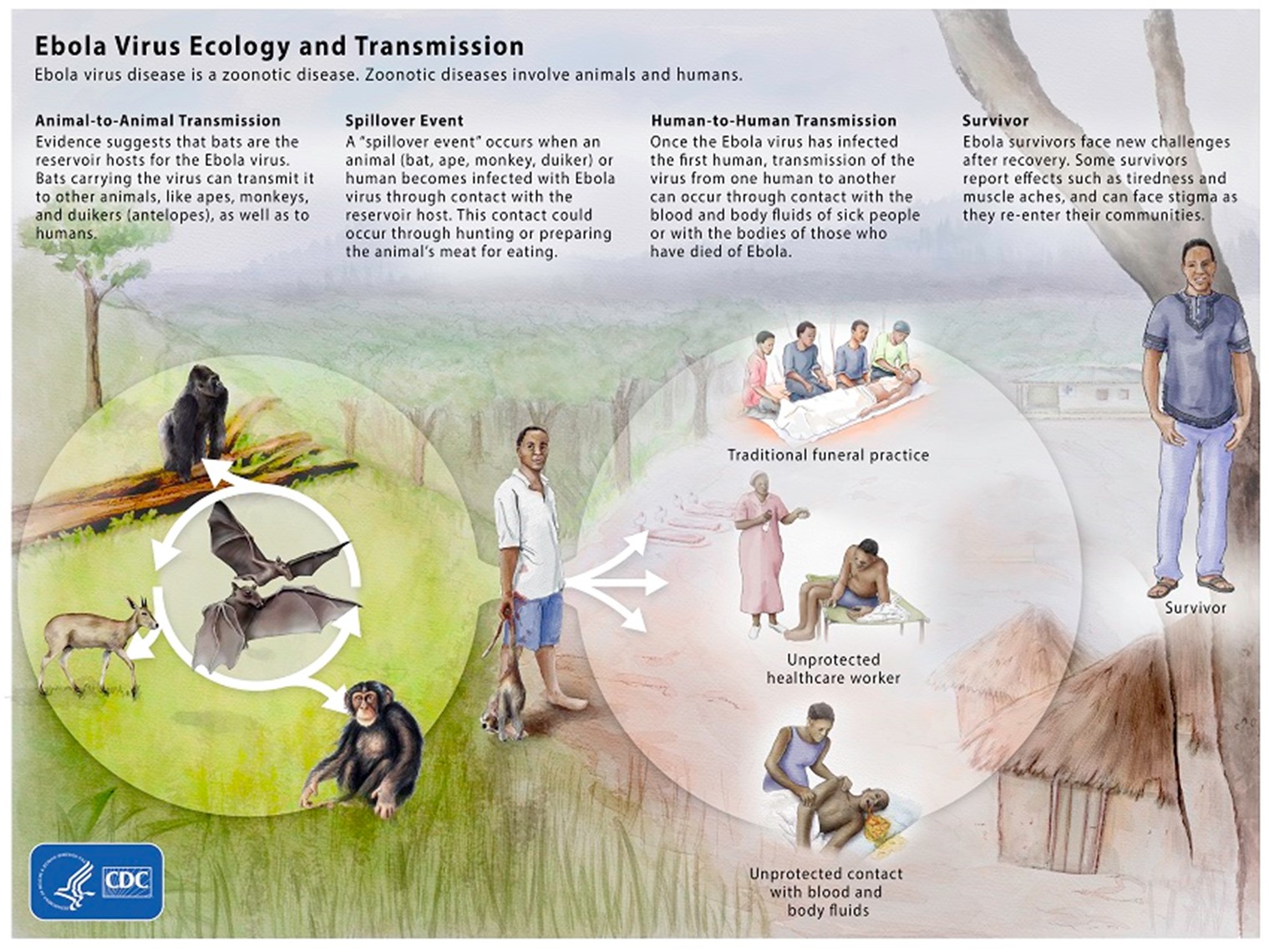 Figure 1 Ebola Virus Ecology Graphic.jpg