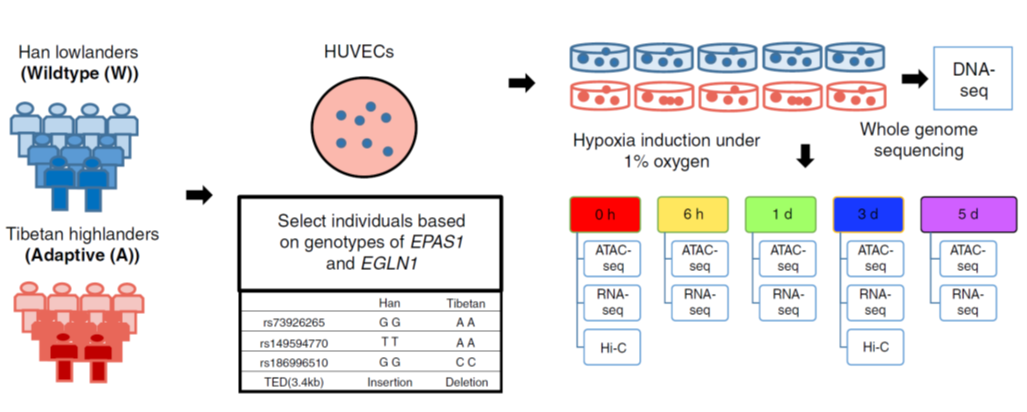 Figure 1 Experimental design for time-series hypoxia induction and multi-level omics data profiling.png