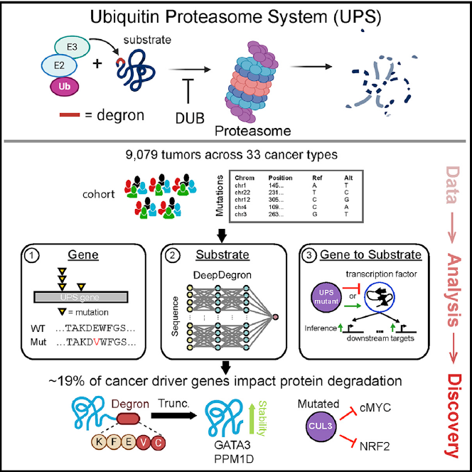 Figure 1 Graphical Abstract of UPS mutations in human cancers.png