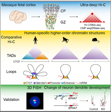 Figure 1 Graphical Summary of 3D genome analysis in brain evolution.png