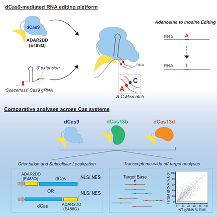 Figure 1 Graphical abstract of CRISPR-Cas-mediated RNA editing system.png