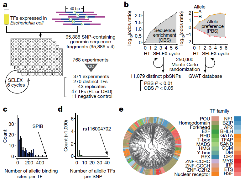 Figure 1 High-throughput analysis of the binding of human transcription factors to common sequence variants by SNP-SELEX.png