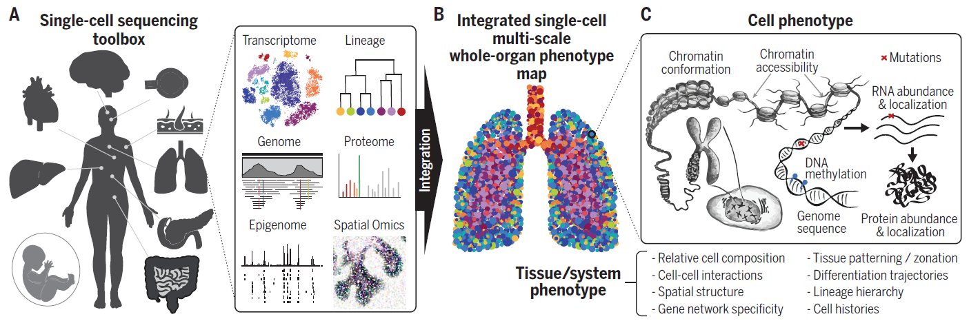 Figure 1 Human phenotyping in the single-cell genomics era.png