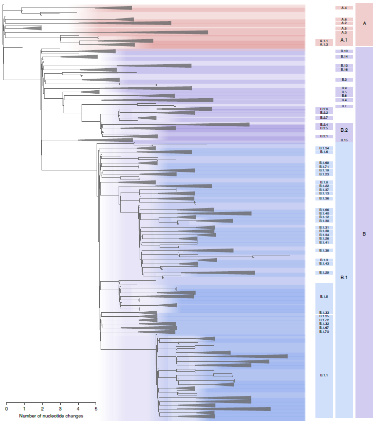 Figure 1 Maximum likelihood phylogeny of globally sampled sequences of SARS-CoV-2 downloaded from the GISAID database on 18 May 2020.png