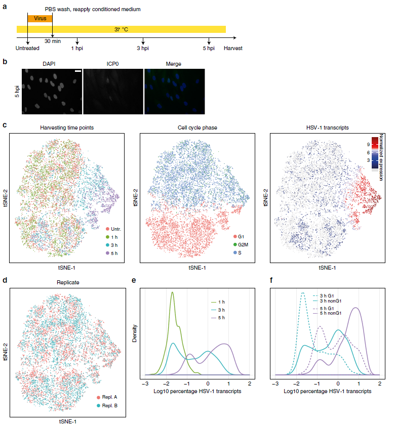 Figure 1 Single-cell RNA-sequencing of HSV-1-infected primary human fibroblasts shows cell cycle dependency .png